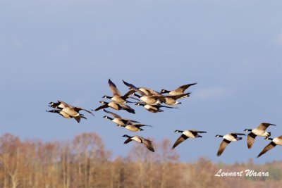 Kanadagss / Canada Goose