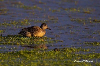 Kricka / Common Teal