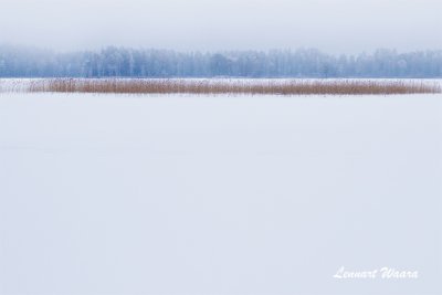 Vassrugge / Reeds