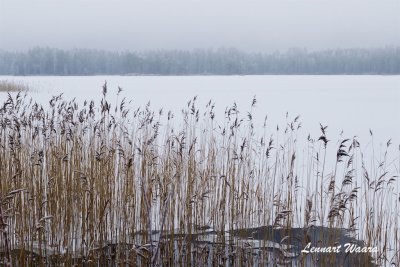 Vassrugge / Reeds