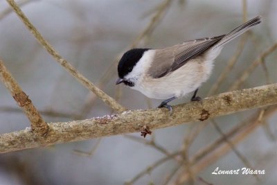 Entita / Marsh Tit