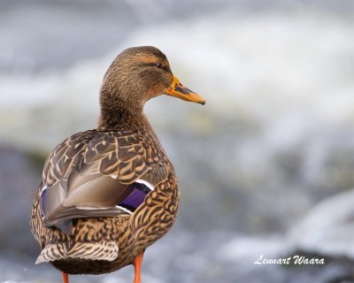 Grsand / Mallard / Female