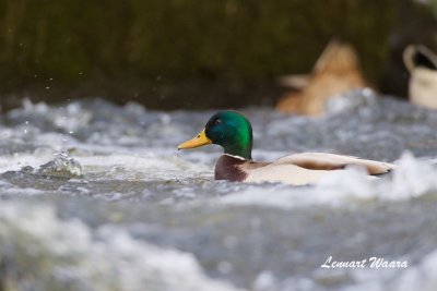 Grsand / Mallard / Male