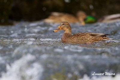 Grsand / Mallard / Female