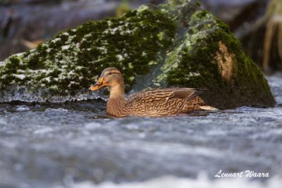Grsand / Mallard / Female