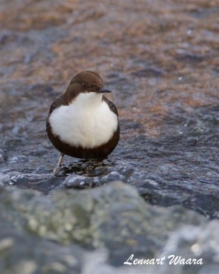 Strmstare / White-throated Dipper