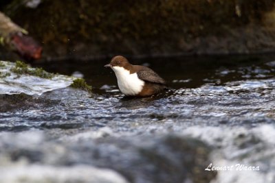 Strmstare / White-throated Dipper