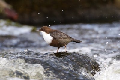 Strmstare / White-throated Dipper