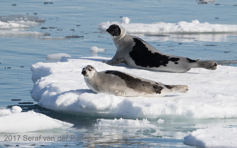 Zadelrob; Harp Seal
