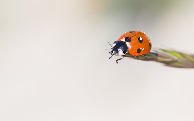 Lieveheersbeestje; Ladybird