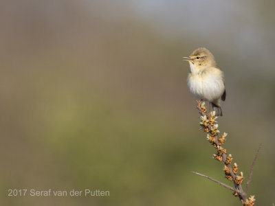 Fitis;Willow Warbler
