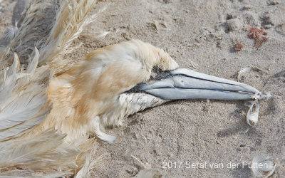 Jan-van-Gent; Northern Gannet