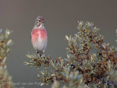 Kneu; Common Linnet