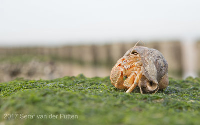 Kreeft