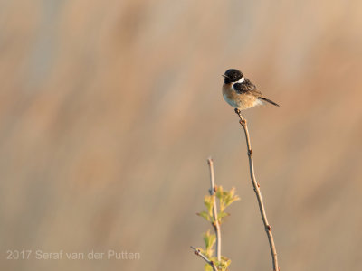 Roodborsttapuit; European Stonechat
