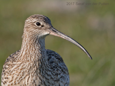 Wulp; Eurasian Curlew