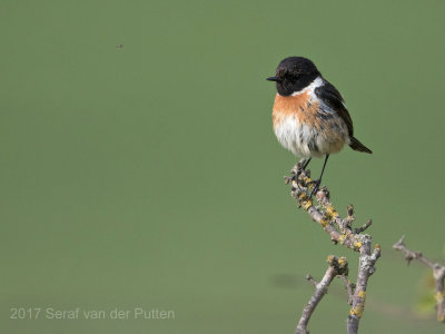 Roodborsttapuit; European Stonechat