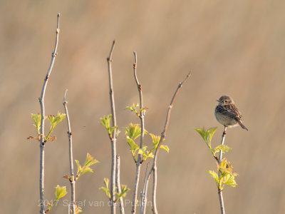 Roodborsttapuit; European Stonechat