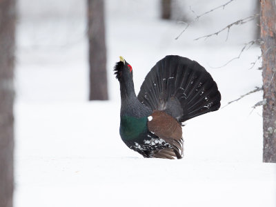 Auerhoen; Capercaillie