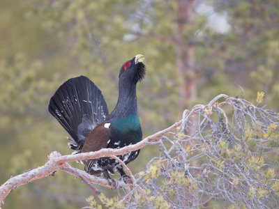 Auerhoen; Capercaillie