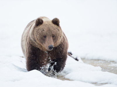 Bruine beer; European Brown Bear