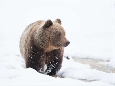 Bruine beer; European Brown Bear