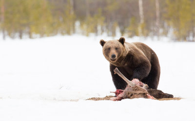 Bruine beer; European Brown Bear