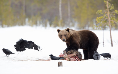Bruine beer; European Brown Bear