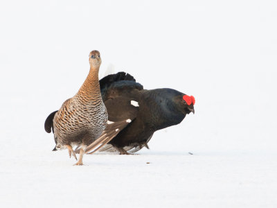 Korhoen; Black Grouse