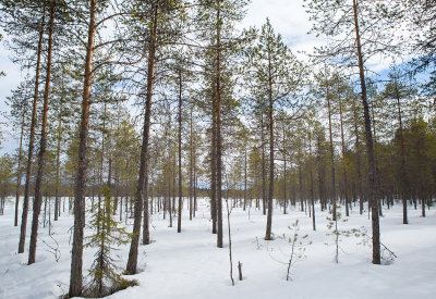 Taiga