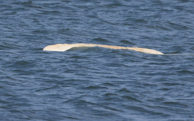 Beluga; White Whale