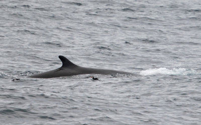 Gewone Vinvis; Fin Whale