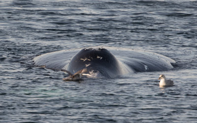 Groenlandse Walvis; Bowhead Whale