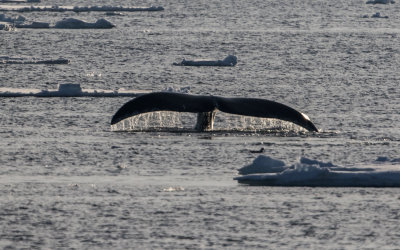 Groenlandse Walvis; Bowhead Whale