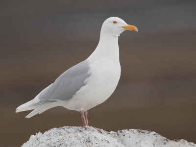 Grote Burgemeester; Glaucous Gull