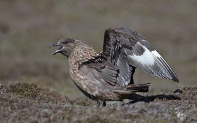 Grote Jager; Great Skua