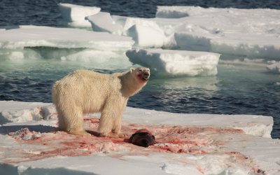 IJsbeer; Polar Bear