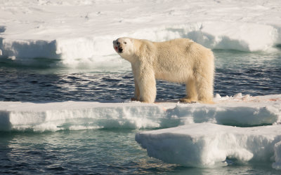 IJsbeer; Polar Bear