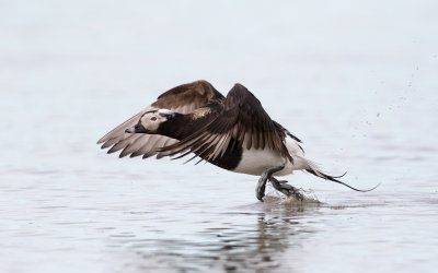 IJseend; Long-tailed Duck