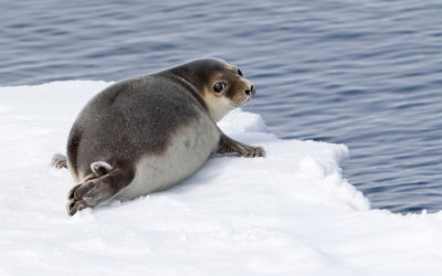 Klapmuts; Hooded Seal