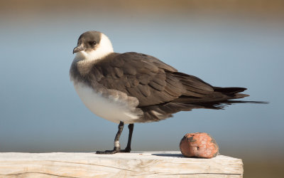 Kleine Jager; Arctic Skua