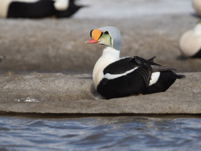 Koningseider; King Eider