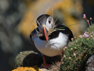 Papegaaiduiker; Puffin