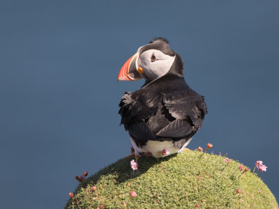 Papegaaiduiker; Puffin