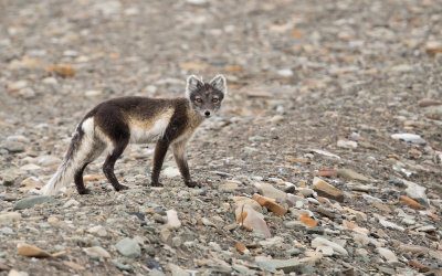 Poolvos; Arctic Fox