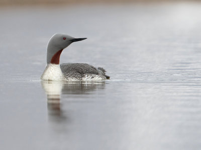 Roodkeelduiker; Red-throated Loon