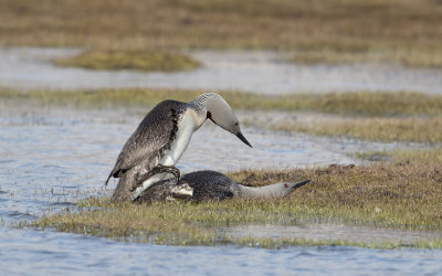 Roodkeelduiker; Red-throated Loon