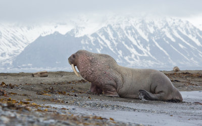 Walrus; Walrus