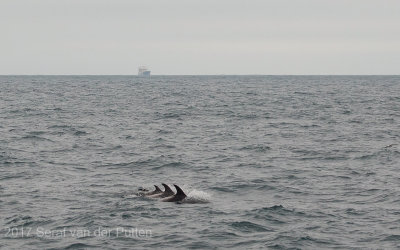 Witsnuitdolfijn; White-beaked Dolphin