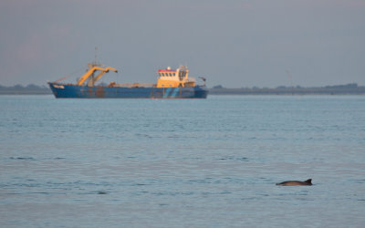 Bruinvis; Harbour porpoise
